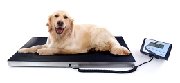 Vægt til dyr - Hundevægt 300 kg AIS-W